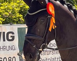 dressage horse Friederich Mp (Westphalian, 2015, from Flashdance)