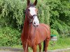 jumper Astarix (Oldenburg show jumper, 2018, from Aganix du Seigneur)