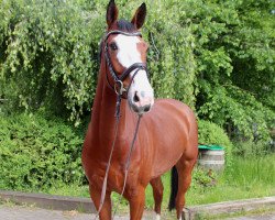 jumper Astarix (Oldenburg show jumper, 2018, from Aganix du Seigneur)