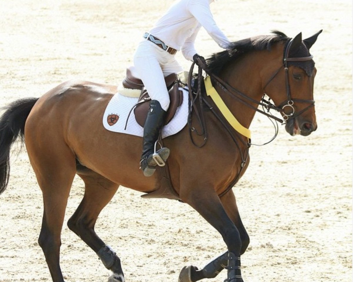 broodmare Konstanze (Oldenburg, 2007, from Chacco-Blue)