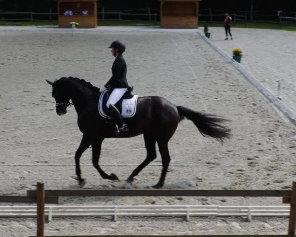 Reitturnier Ditzingen 2023