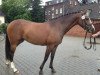 dressage horse Vanilla Sky 28 (German Riding Pony, 2009, from Valido's Boy)