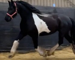 broodmare Cayenne (Pinto,  , from Sir Ludwig)