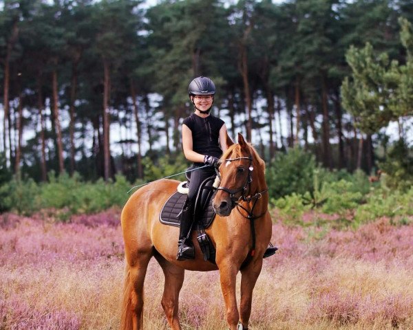 Pferd De Goede Ree's Marjolein (Nederlands Welsh Ridepony, 2001, von Kielshoop Honeydas 3 WPB)