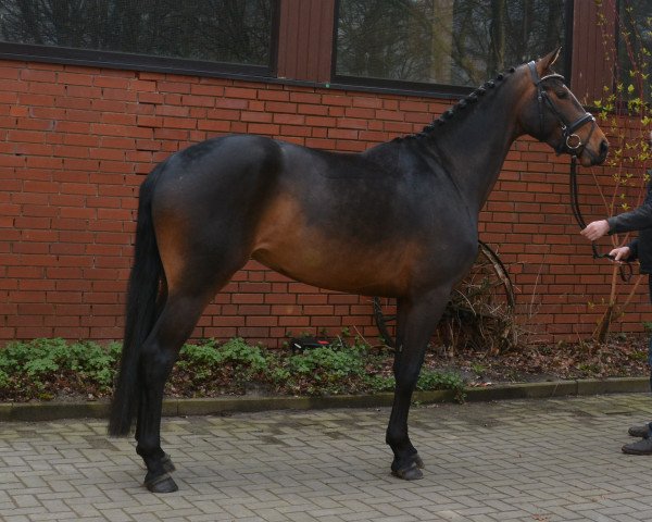 dressage horse Stute von Rock Forever I/Hochadel (Oldenburg, 2012, from Rock Forever NRW)