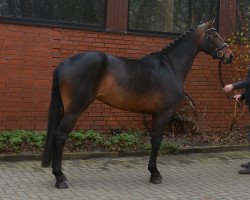 Dressurpferd Stute von Rock Forever I/Hochadel (Oldenburger, 2012, von Rock Forever NRW)