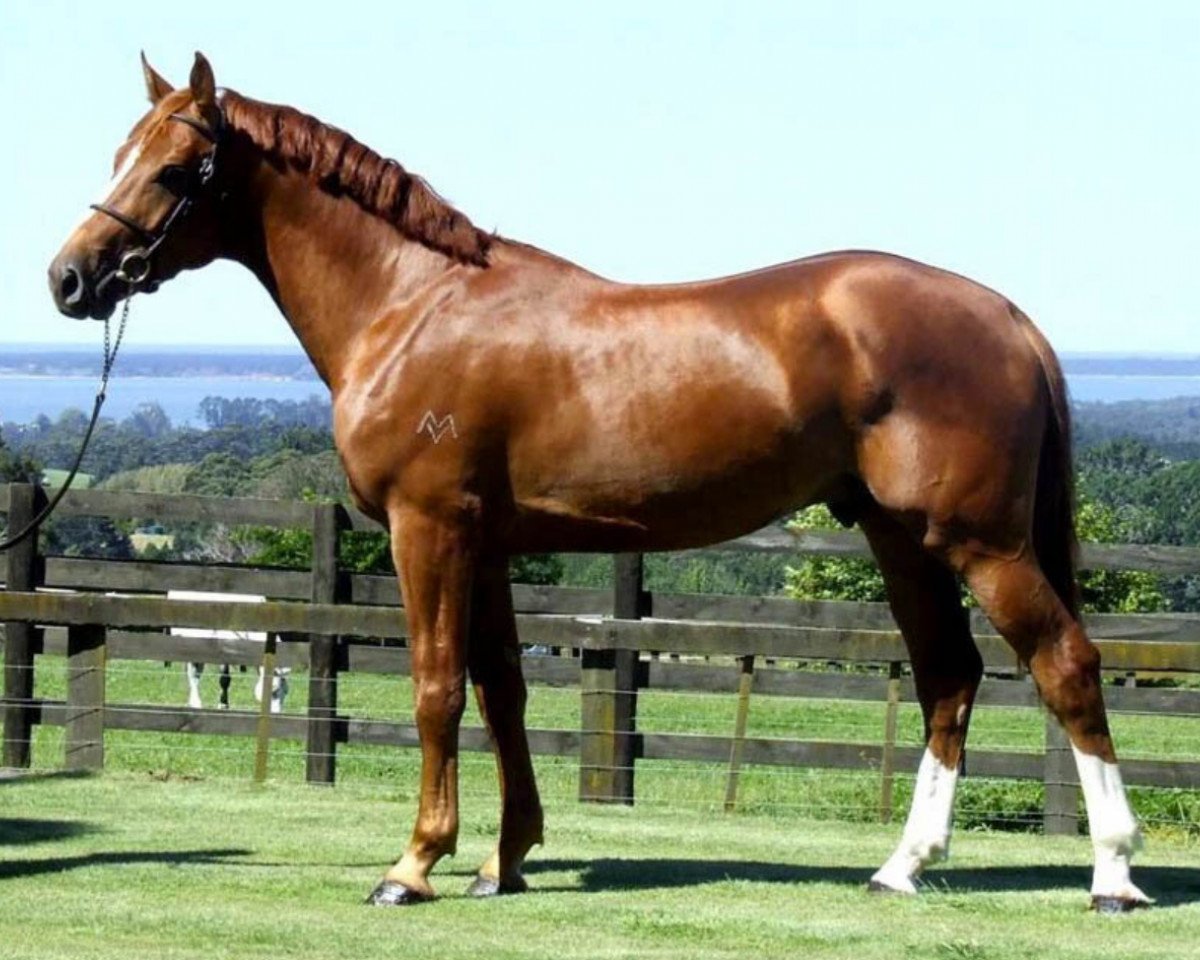 horse Cervelt MVNZ (Holsteiner, 2005, from Chin Chin)