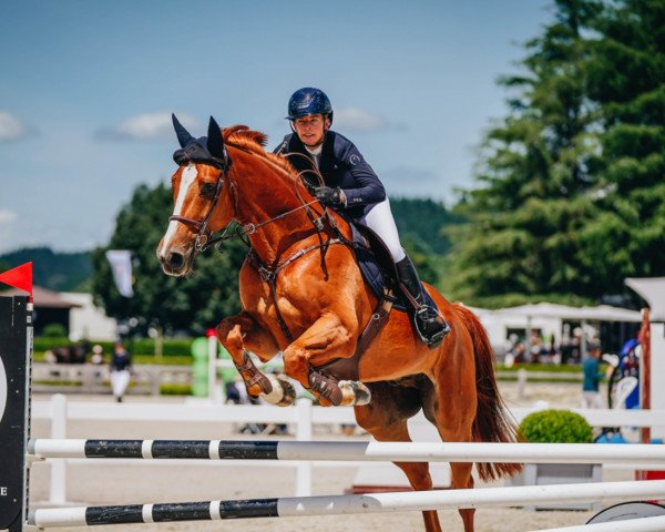 horse Takapoto Lombardi (Holsteiner, 2013, from Loro Piana Andretti 17)