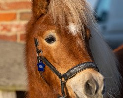 Zuchtstute Frieda von Hoopen (American Miniature Horse, 2018, von Max)