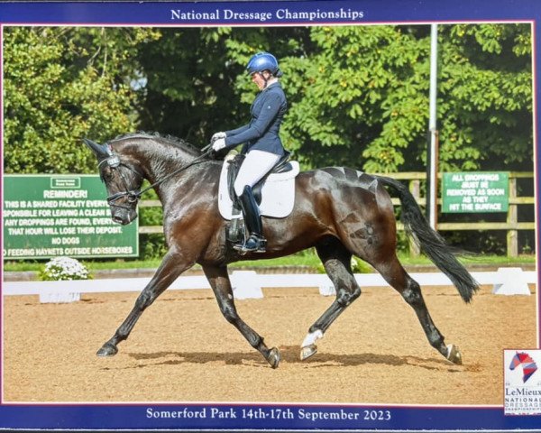 dressage horse Hoghton Maverick (Oldenburg, 2017, from Fürstenball)