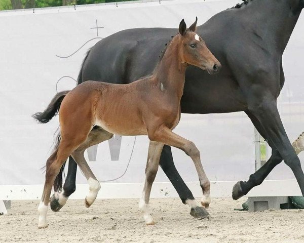 dressage horse Totonero (Westphalian, 2023, from Glock's Toto Jr.)