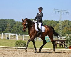 Springpferd Don Wito (Polnisches Warmblut, 2008, von Turkus)