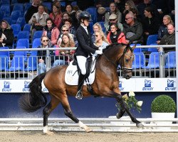 stallion Assenmachers New York (German Riding Pony, 2020, from Fs Numero Uno)