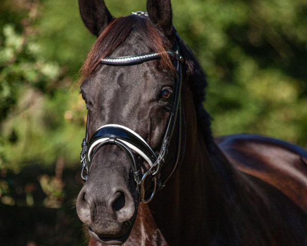 dressage horse Destana GD (Westphalian, 2014, from Destano)