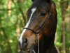 broodmare Espada Emilia (Hanoverian, 2004, from Escudo I)