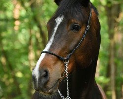 Zuchtstute Espada Emilia (Hannoveraner, 2004, von Escudo I)