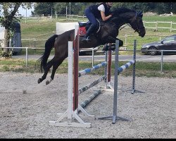 jumper Dakara 8 (German Sport Horse, 2019, from Diego de Semilly)