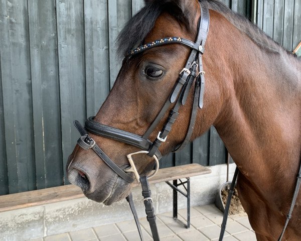 dressage horse Hermine (unknown, 2005)