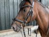 dressage horse Hermine (unknown, 2005)