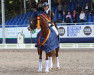 Dressurpferd DSP Der Kleine Champion (Deutsches Reitpony, 2017, von Diamond Touch NRW)