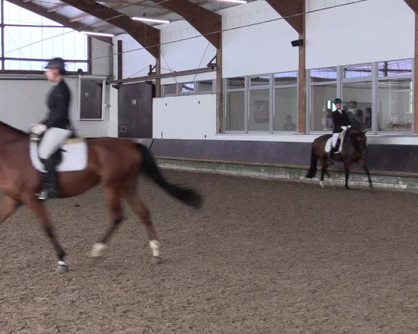 Reitturnier Albersloh 2023