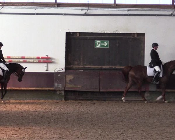 Reitturnier Albersloh 2023