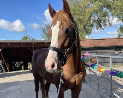 Springpferd Lascada de Luna (Holsteiner, 2018, von Calmando 3)