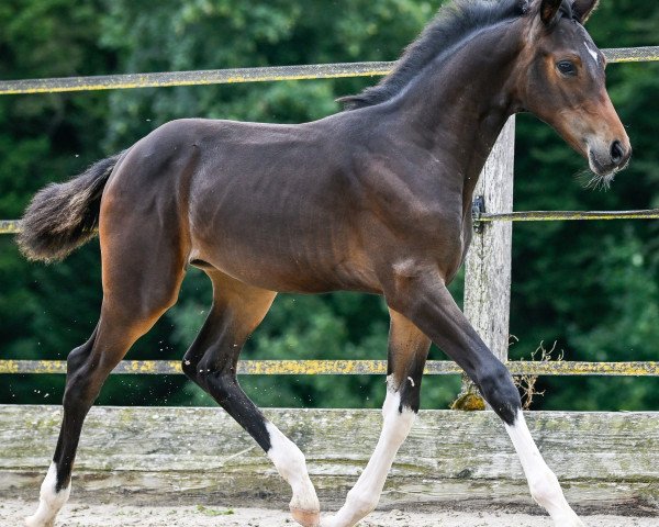 jumper Dourkhana PZM (Swiss Warmblood, 2023, from Dourkhan Hero Z)