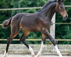 Springpferd Dourkhana PZM (Schweizer Warmblut, 2023, von Dourkhan Hero Z)