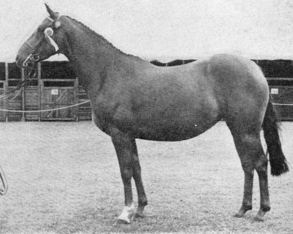 broodmare Tidcombe Maple (British Riding Pony, 1958, from Silverdale Minstrel)