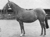 Zuchtstute Tidcombe Maple (British Riding Pony, 1958, von Silverdale Minstrel)