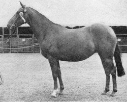 broodmare Tidcombe Maple (British Riding Pony, 1958, from Silverdale Minstrel)