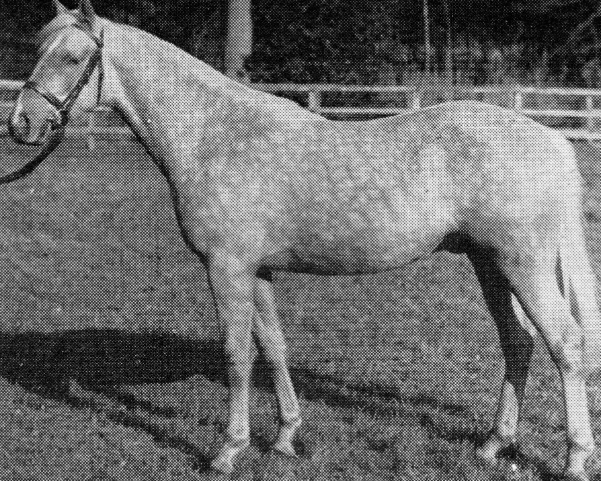 stallion Oakley (C) Bubbling Gold (British Riding Pony, 1967, from Gaulden Gadabout)