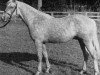 stallion Oakley (C) Bubbling Gold (British Riding Pony, 1967, from Gaulden Gadabout)
