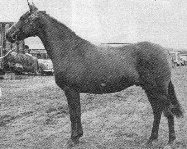 Zuchtstute Nova Jazz (British Riding Pony, 1956, von Shazda ox)