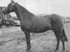 broodmare Nova Jazz (British Riding Pony, 1956, from Shazda ox)