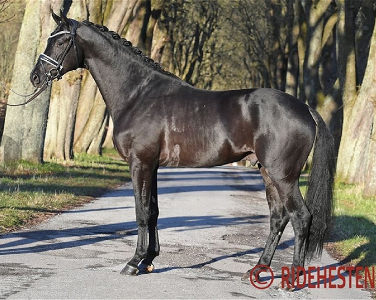 Deckhengst Hallifax Lyng (Trakehner, 2018, von Schwarzgold)