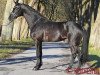 stallion Hallifax Lyng (Trakehner, 2018, from Schwarzgold)