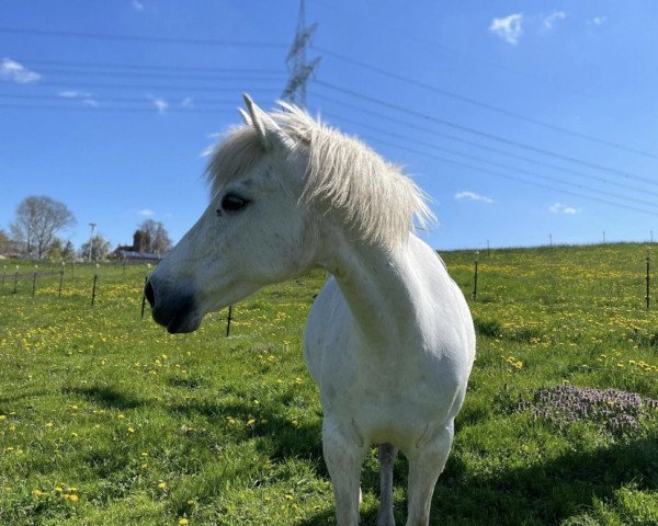 broodmare Bibbi S (German Riding Pony, 2008, from Bellveue)