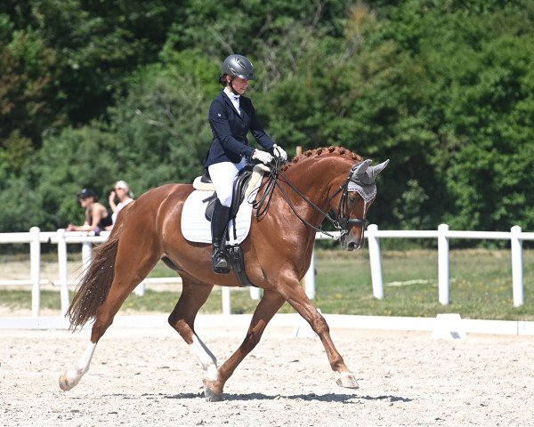 dressage horse Fellini VII (Hanoverian, 2014, from Fürst Romancier)