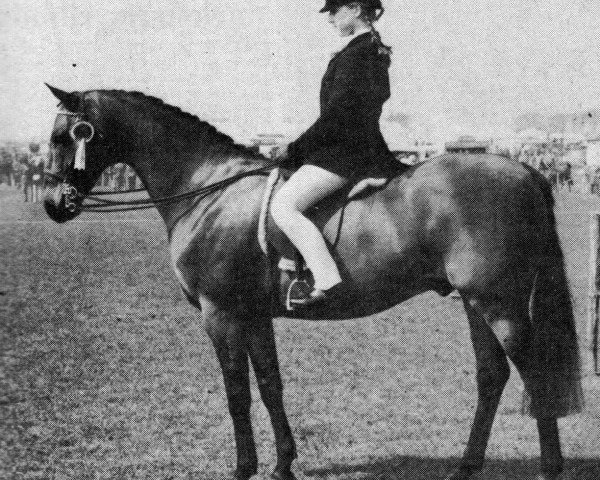 horse Blythford Chinook (British Riding Pony, 1966, from Bwlch Zephyr)