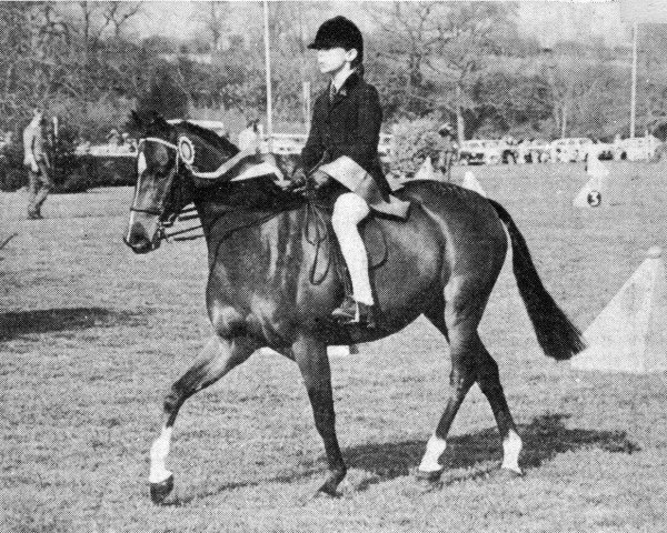 horse Arden Vol-au-Vent of Creden (British Riding Pony, 1971, from Creden Valhalla)