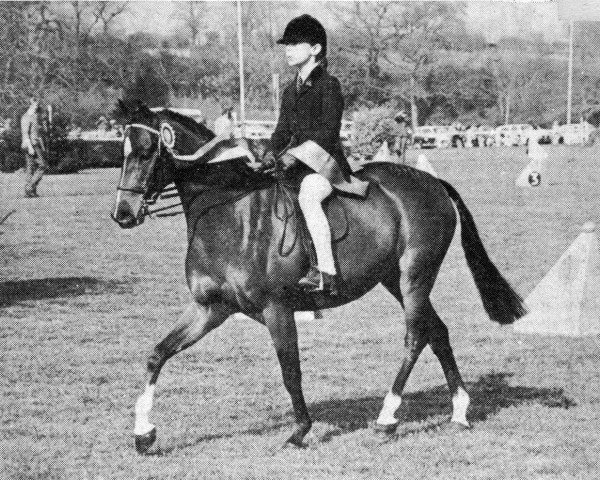 Pferd Arden Vol-au-Vent of Creden (British Riding Pony, 1971, von Creden Valhalla)