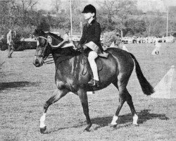 horse Arden Vol-au-Vent of Creden (British Riding Pony, 1971, from Creden Valhalla)