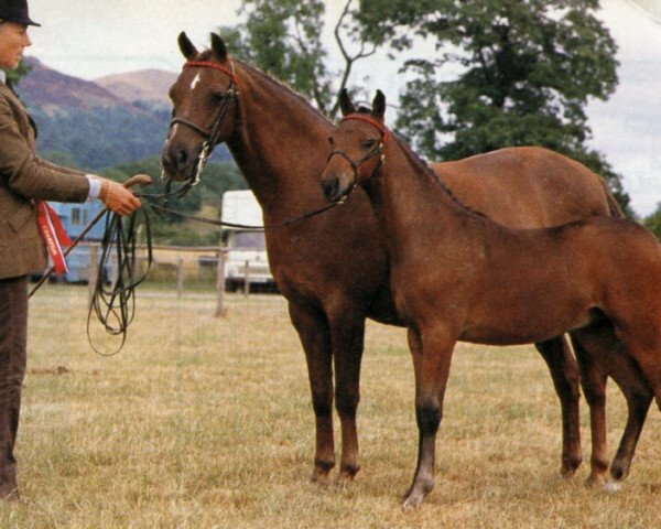 Zuchtstute Pendley Loving Cup (British Riding Pony, 1978, von Enstone Artist)