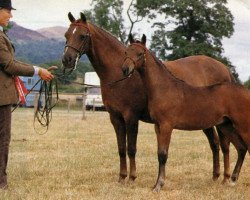 broodmare Pendley Loving Cup (British Riding Pony, 1978, from Enstone Artist)