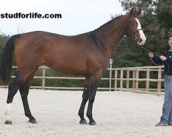 stallion Tinkasboy du Temple (Selle Français, 2007, from Tinka's Boy)