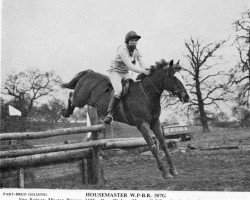 horse Housemaster (British Riding Pony, 1966, from Solway Master Bronze)