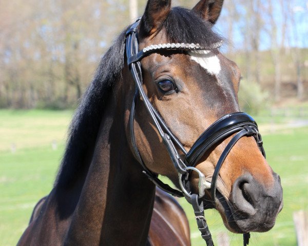 dressage horse Faible 122 (Westphalian, 2016, from Future Dream)