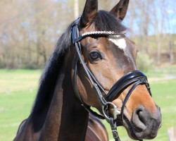 dressage horse Faible 122 (Westphalian, 2016, from Future Dream)